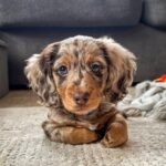 Dachshund puppies for sale