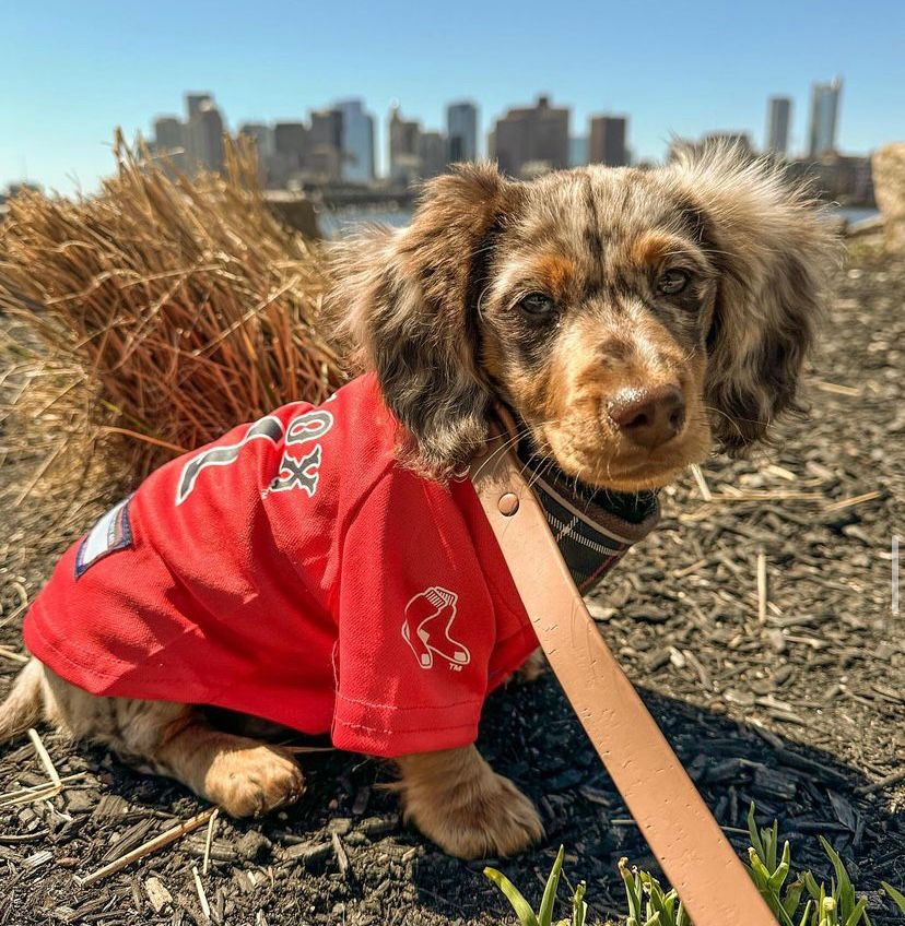 Dachshund puppies for sale