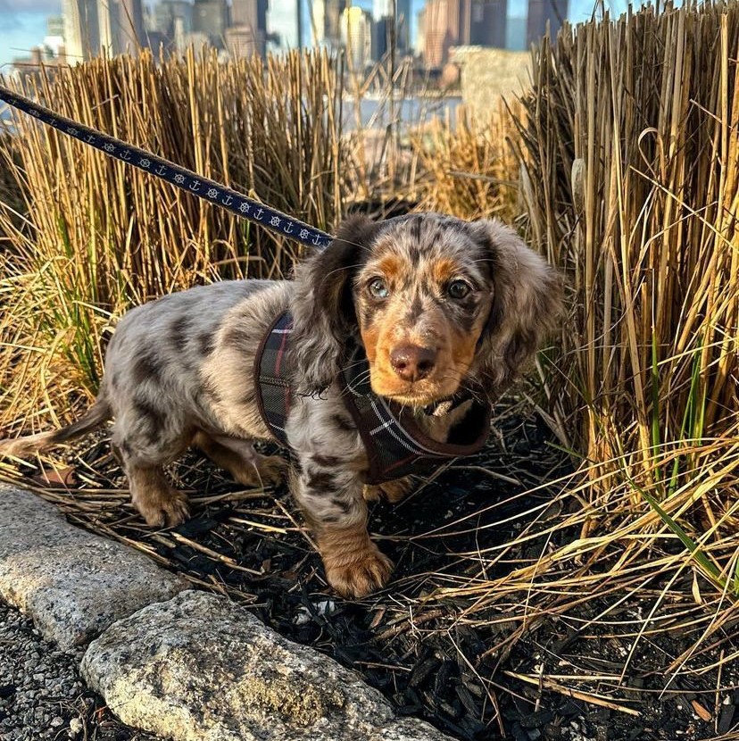 Dachshund puppies for saale