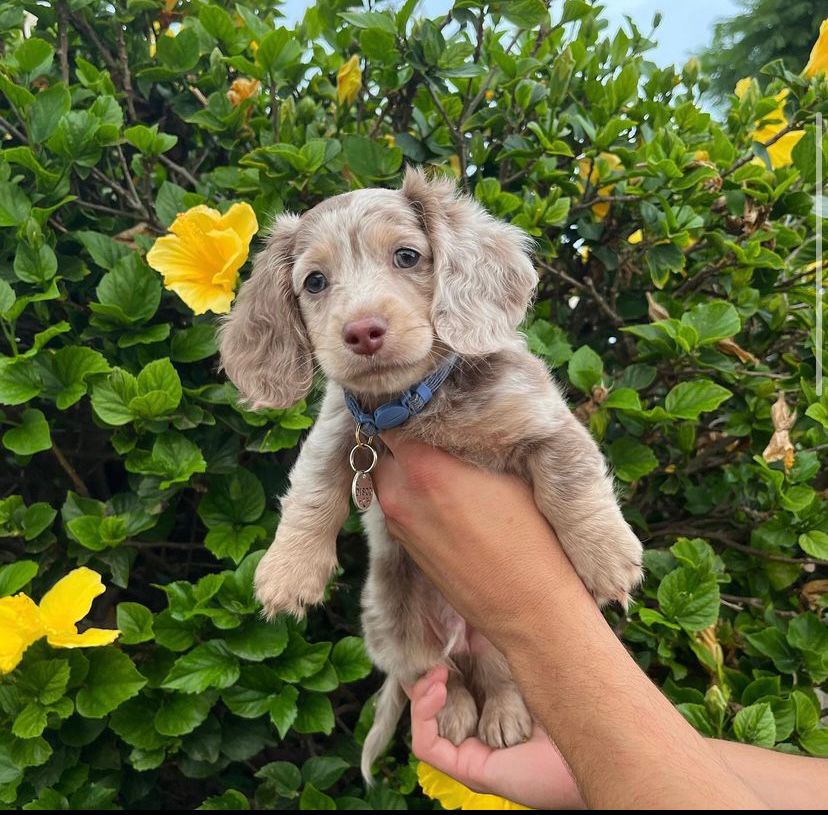 Dachshund puppies for sale