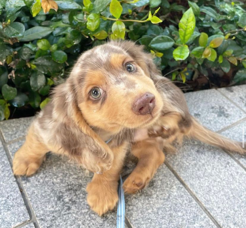 Dachshund puppies for sale