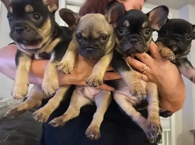 French Bulldog Puppies