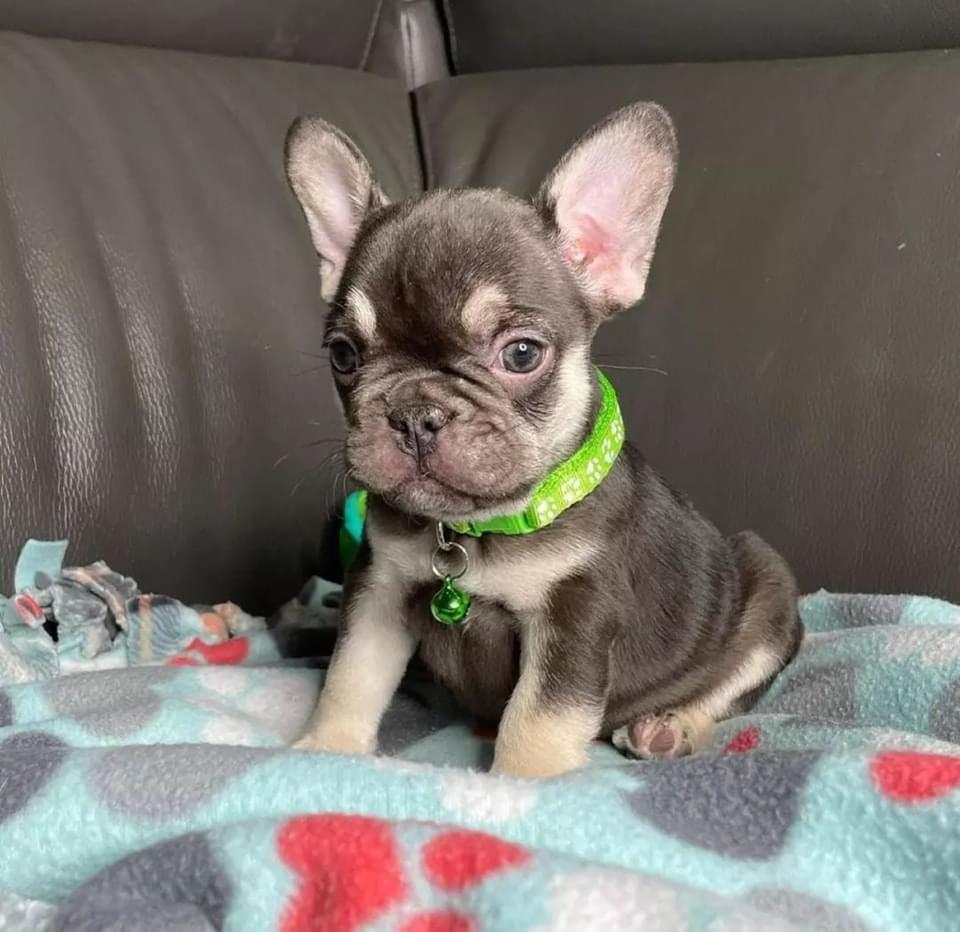 French Bulldog puppies for sale