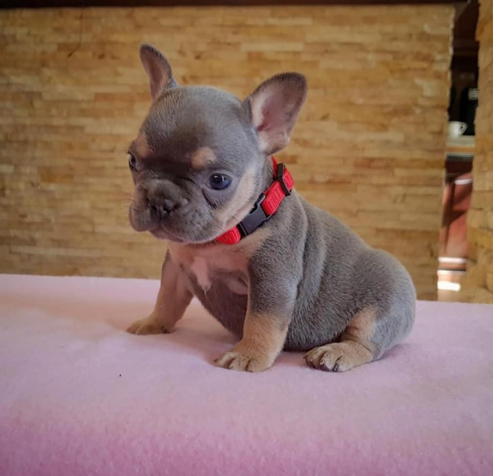 French Bulldog puppies for sale