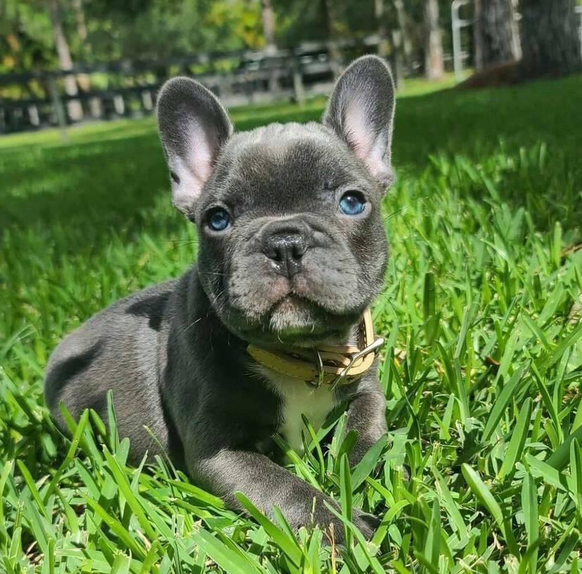 French Bulldog puppies for sale