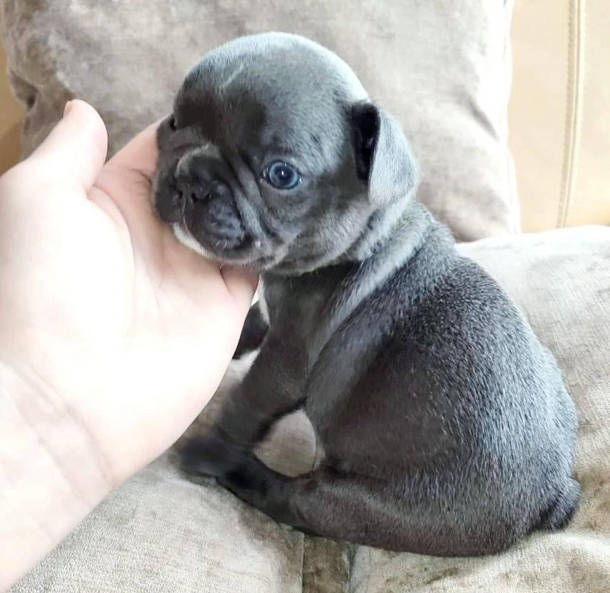 French Bulldog puppies for sale