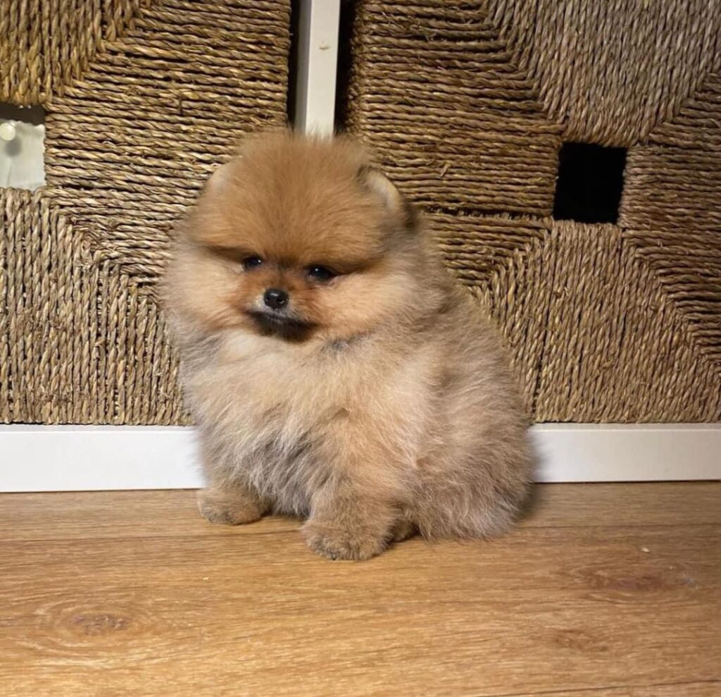 Pomeranian puppies for sale