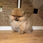 Pomeranian puppies for sale