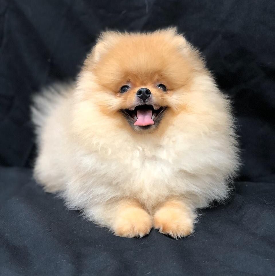 Pomeranian puppies for sale